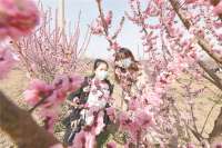 香河：梅花开 春意浓