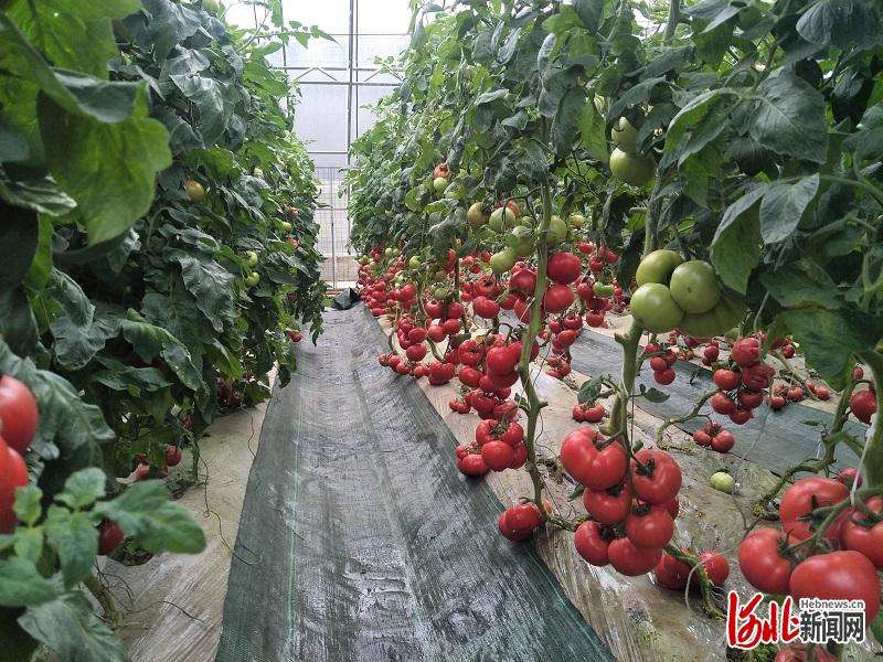 承德丰宁选将营乡擦亮“四张名片”点燃经济发展引擎