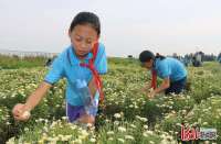 河北邢台邢东新区西树小学：走进田间课堂，感受丰收喜悦