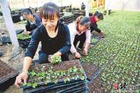 饶阳：“棚”让贫困户稳定