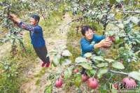 武邑：农科“联姻” 果蔬富民