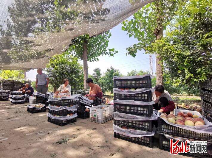 丰收节｜河北南宫：秋桃熟了，果农富了！