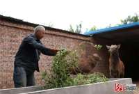 河北邢台：特色养殖奔富“鹿”