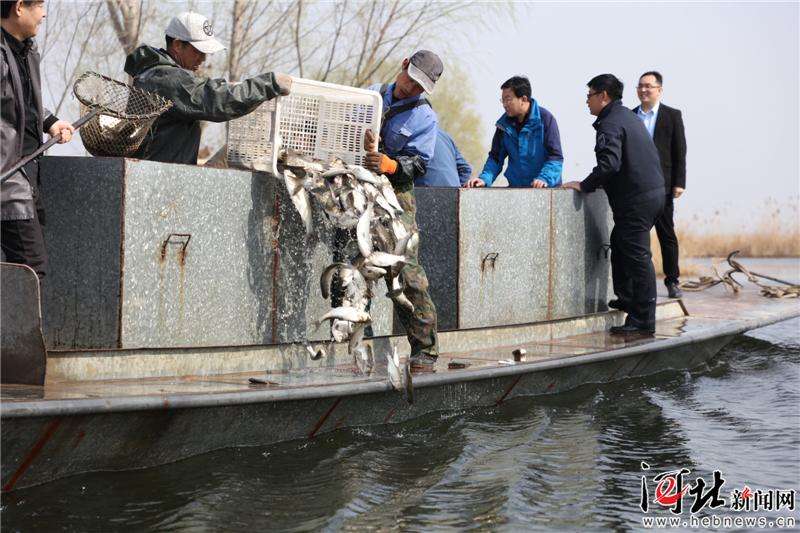 140万尾鱼苗增殖放流白洋淀