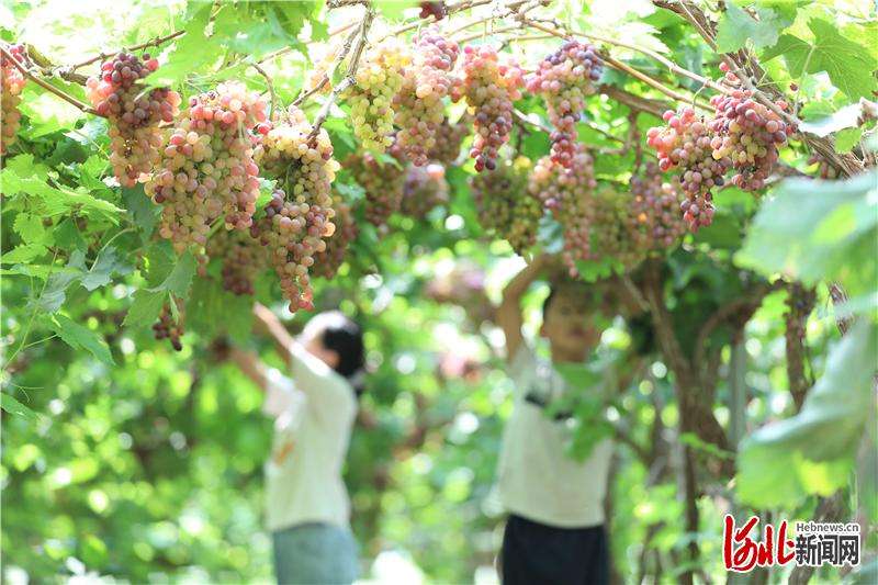 河北隆尧：葡萄飘香“废弃地”