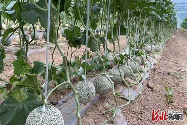 加快蔬菜产业集展 廊坊打造“两带一圈”特色优势产业
