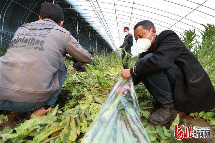 香河防控疫情助农增收两不误
