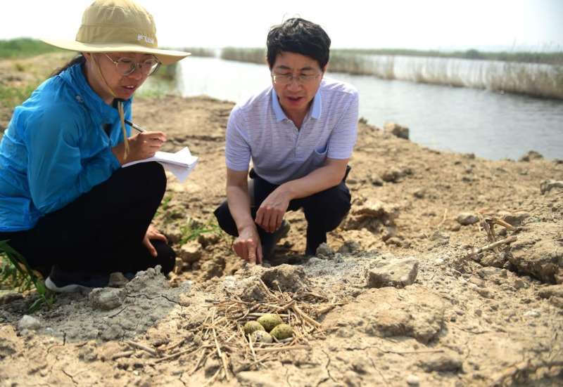 高温下，他们精心护佑湿地鸟儿“产房”