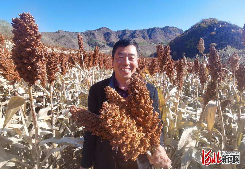 河北平泉：“青河高粱”首开镰 农民丰收笑开颜