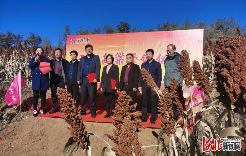 河北平泉：“青河高粱”首开镰 农民丰收笑开颜