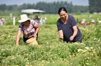 河北邢台：订单胎菊助农增收