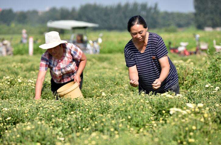 河北邢台：订单胎菊助农增收