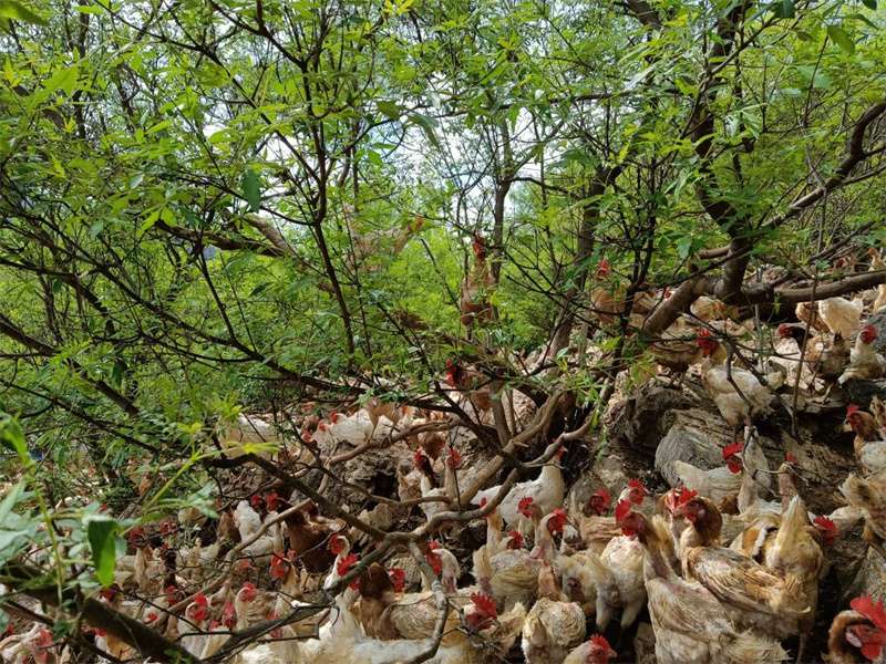 河北易县：休闲农牧业助力乡村振兴
