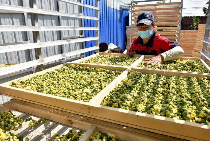 河北邢台：订单胎菊助农增收