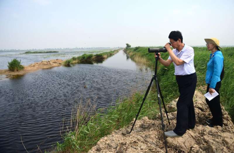 高温下，他们精心护佑湿地鸟儿“产房”