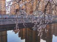 石家庄市民心河畔花开正艳
