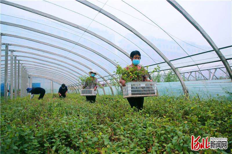 河北邢台邢东新区洛村培育金银花苗蹚开致富路
