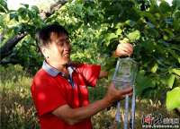 阜城：探索梨农增收新途径