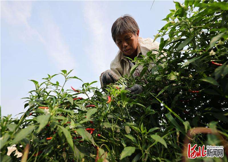 河北广宗：红火辣椒  红火日子