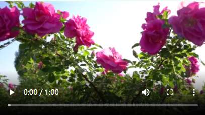 乡村振兴看河北 | 花荣木茂 鼓起钱包 农民乐淘淘