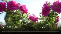 乡村振兴看河北 | 花荣木茂 鼓起钱包 农民乐淘淘
