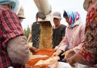 风吹麦浪起，“保通保畅”忙 秦皇岛市昌黎县9.03万亩小麦顺利归仓