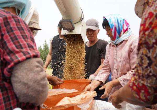 风吹麦浪起，“保通保畅”忙 秦皇岛市昌黎县9.03万亩小麦顺利归仓