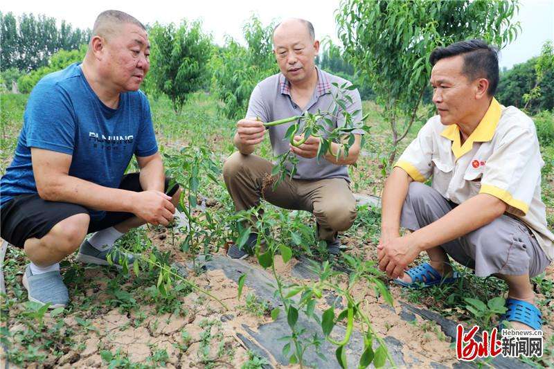 河北平乡：基层科普带动农民增收