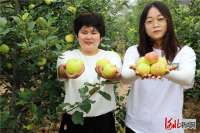 河北平乡：早熟苹果上市啦