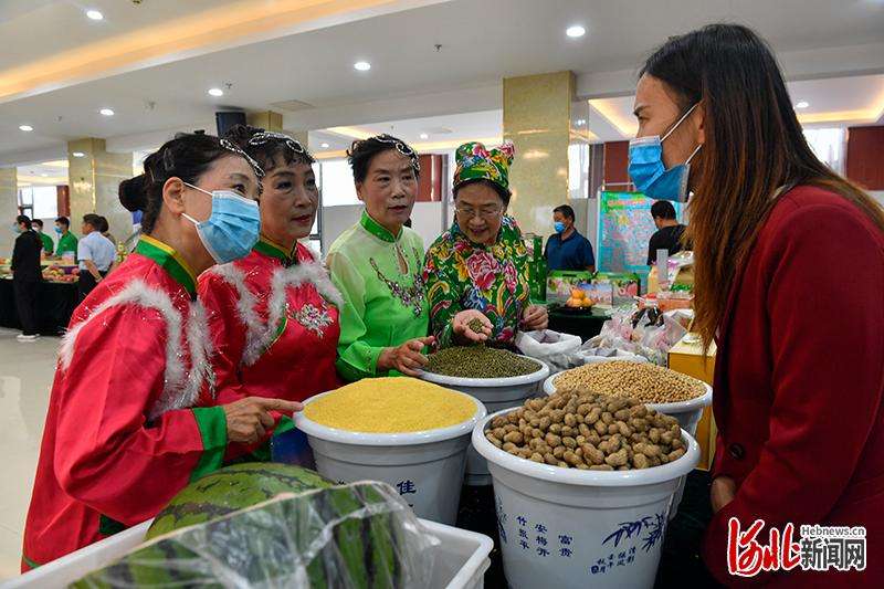 古法种植！河北邯郸永年：旱地谷子变身“黄金米”
