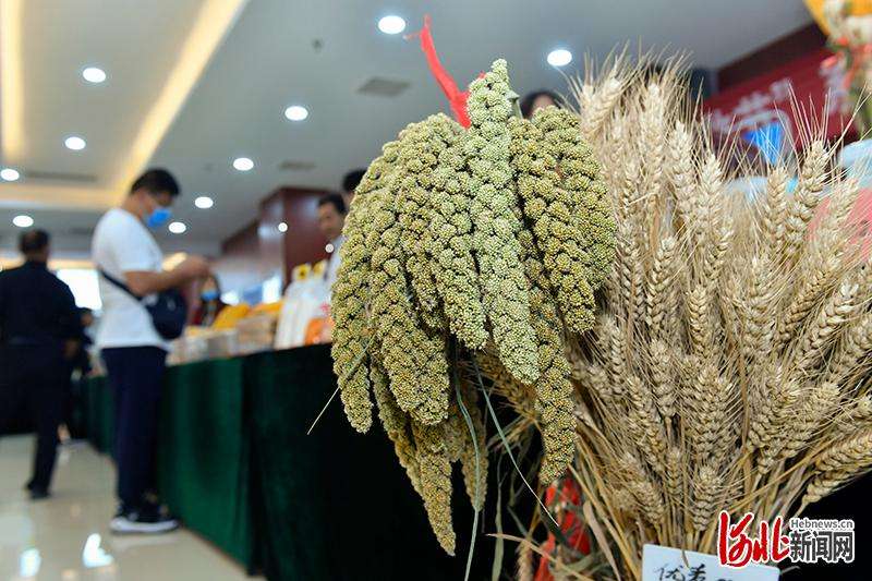 古法种植！河北邯郸永年：旱地谷子变身“黄金米”