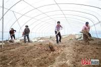 固安：春耕育苗忙