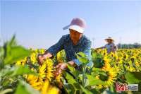 河北广宗：油葵花开幸福来