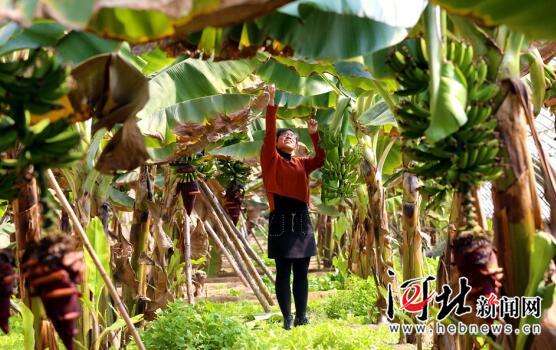 衡水市桃城区加快发展高效特色农业