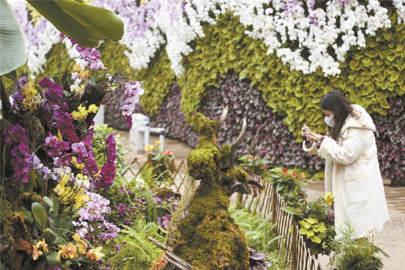 石家庄市植物园新春花展除夕开幕