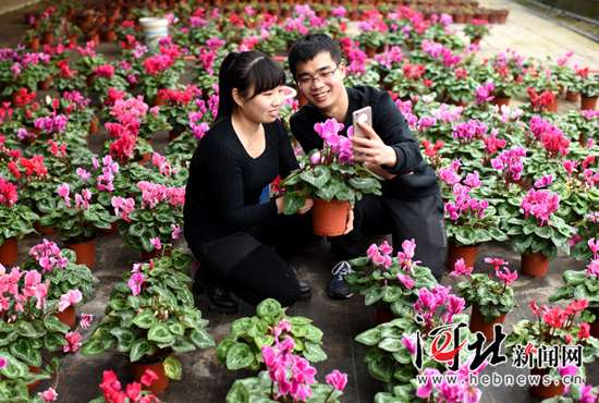衡水春花引游人（图）
