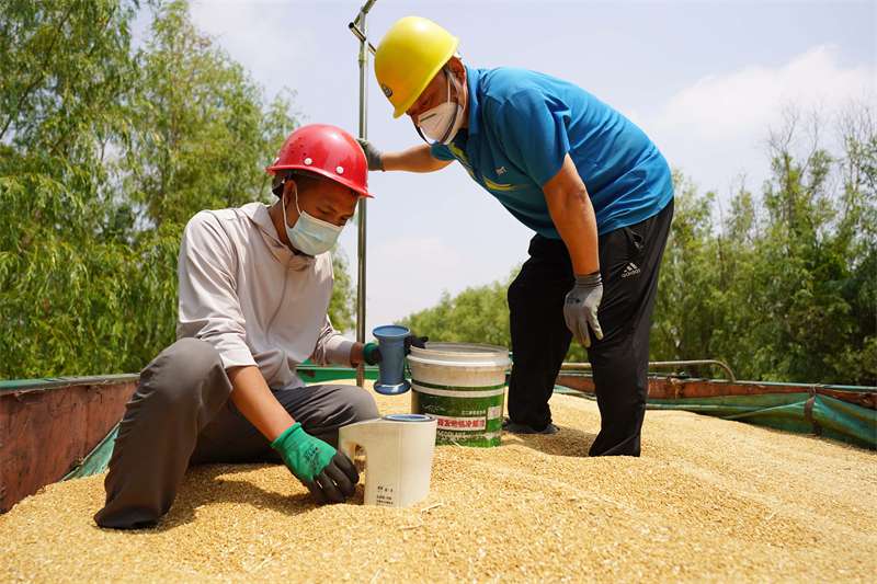 河北柏乡：腾仓并库收储忙 确保颗粒尽归仓