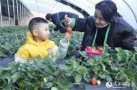 迁安：草莓走俏春节市场 市民尽享“莓”好时光