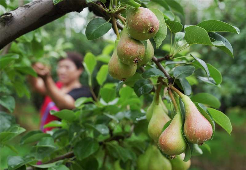 河北赵县：袖珍香梨香溢四方