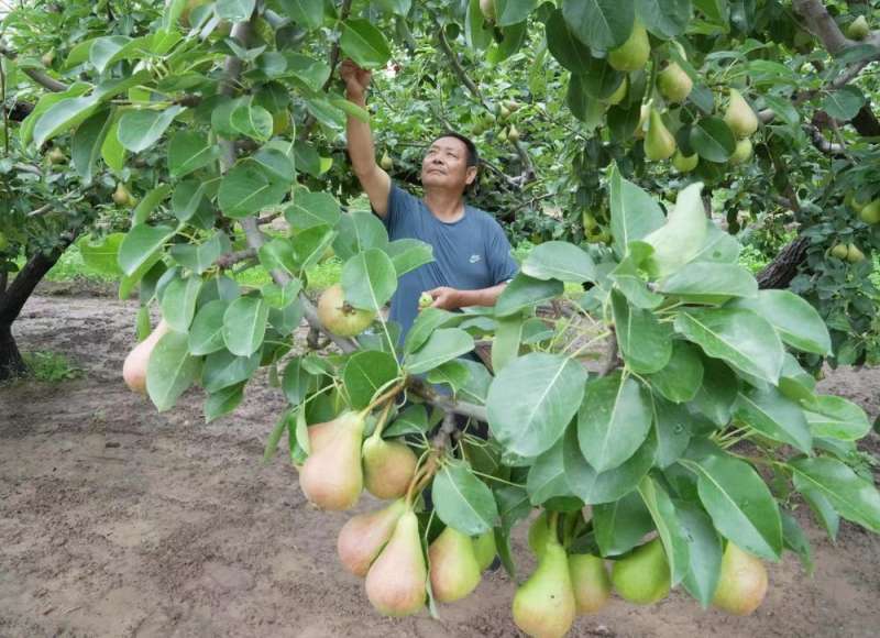 河北赵县：袖珍香梨香溢四方