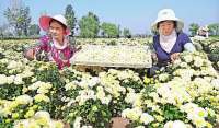 张家口万全区：菊花盛开十里香