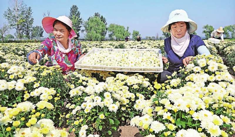 张家口万全区：菊花盛开十里香