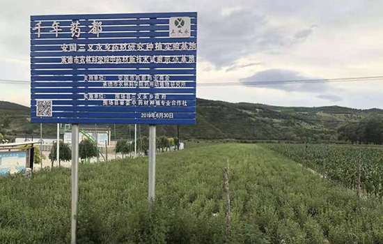 特色种植增收 福泽木兰三义——河北文化和旅游驻围场三义永工作队纪实