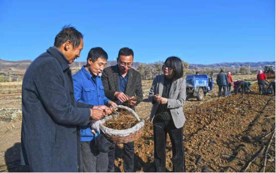 特色种植增收 福泽木兰三义——河北文化和旅游驻围场三义永工作队纪实