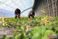 河北迁西：燕山脚下草莓红