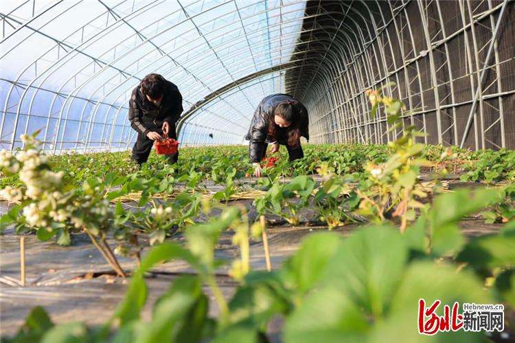 河北迁西：燕山脚下草莓红