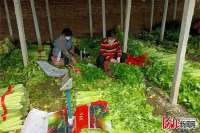 廊坊安次：十几万滞销芹菜多方接力销售一空