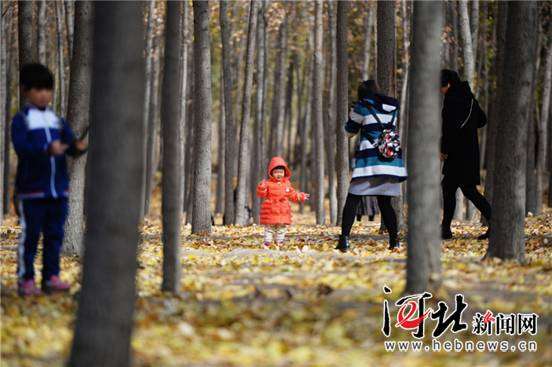 雄安新区白洋淀上游等三地试点新建规模化林场