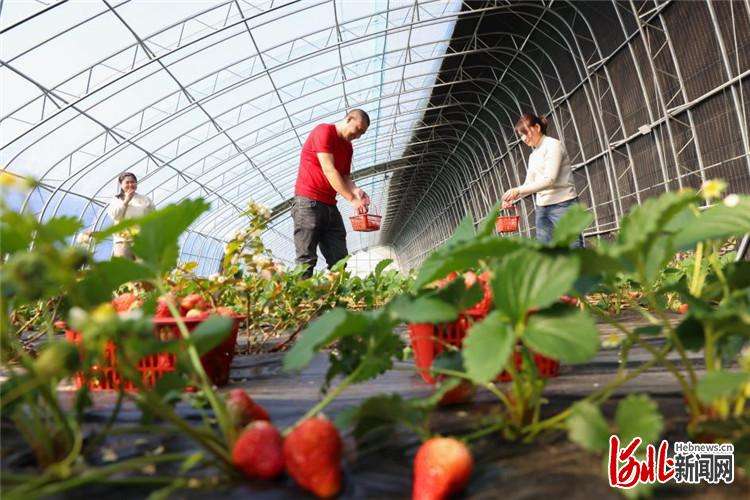河北迁西：燕山脚下草莓红