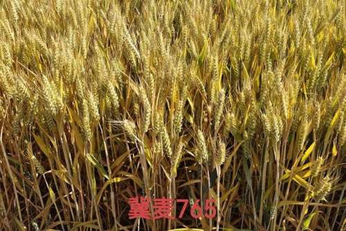 【“三夏”冀事】小麦种子里的“河北芯”